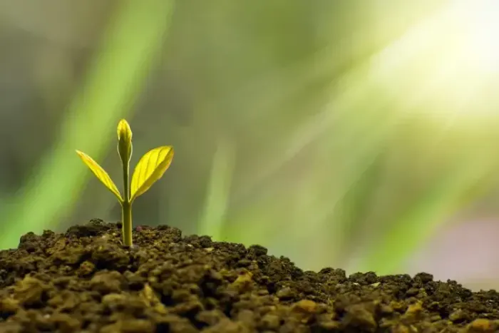 Sustentabilidade Financeira para ONGs: O Caminho para Impacto Duradouro