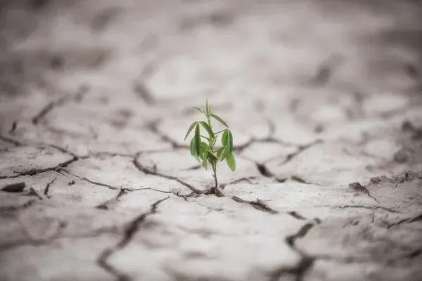 Liderança Resiliente